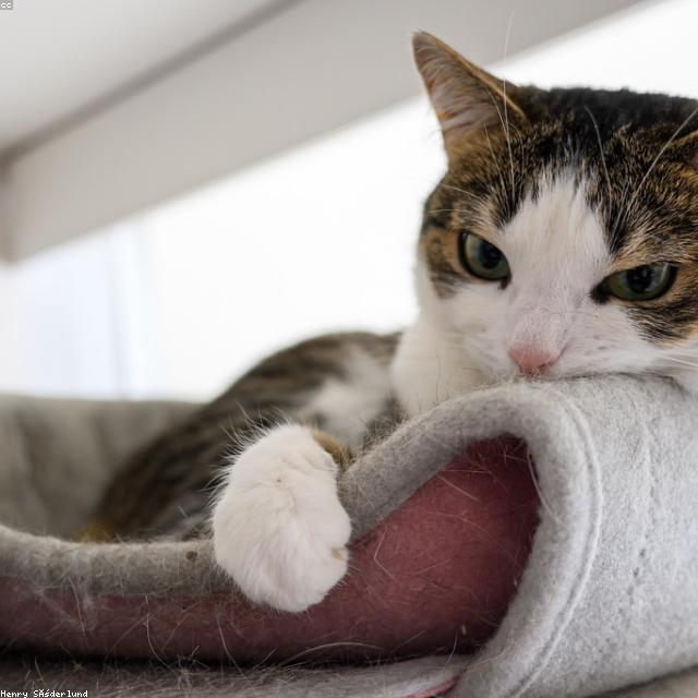 Cosmos Cat Tree New Arrival Putih